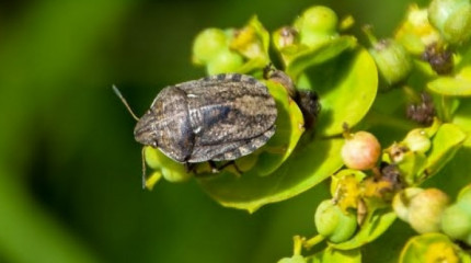 Announcement: Scientific-Research Grant Call for "Halyomorpha Halys Elimination State Programme 2018"