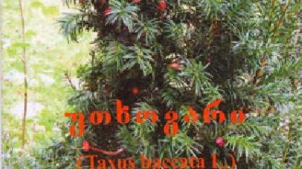 უთხოვარი (Taxus baccata L.)