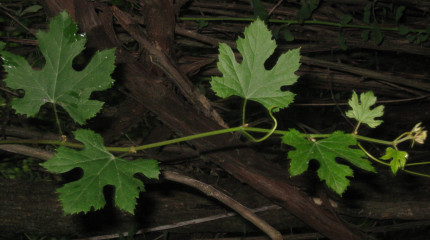 International Organization of Vine and Wine (OIV)