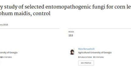Preliminary study of selected entomopathogenic fungi for corn leaf aphid, Rhopalosiphum maidis, control 