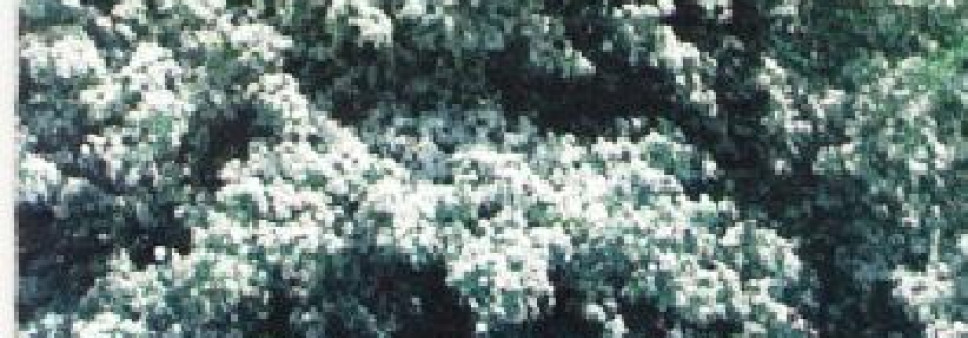 კუნელი (CRATAEGUS L.), ჯუმბერ ლომიძე, როზა ბიძინაშვილი, ჯემალ ნაკაიძე