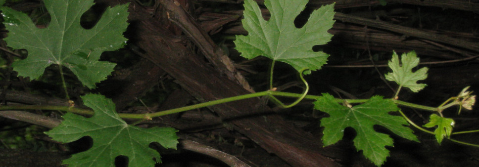 International Organization of Vine and Wine (OIV)