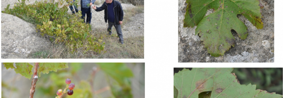 Georgian Grape Varieties: Preservation Management