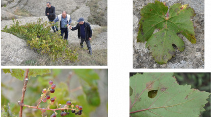 Georgian Grape Varieties: Preservation Management